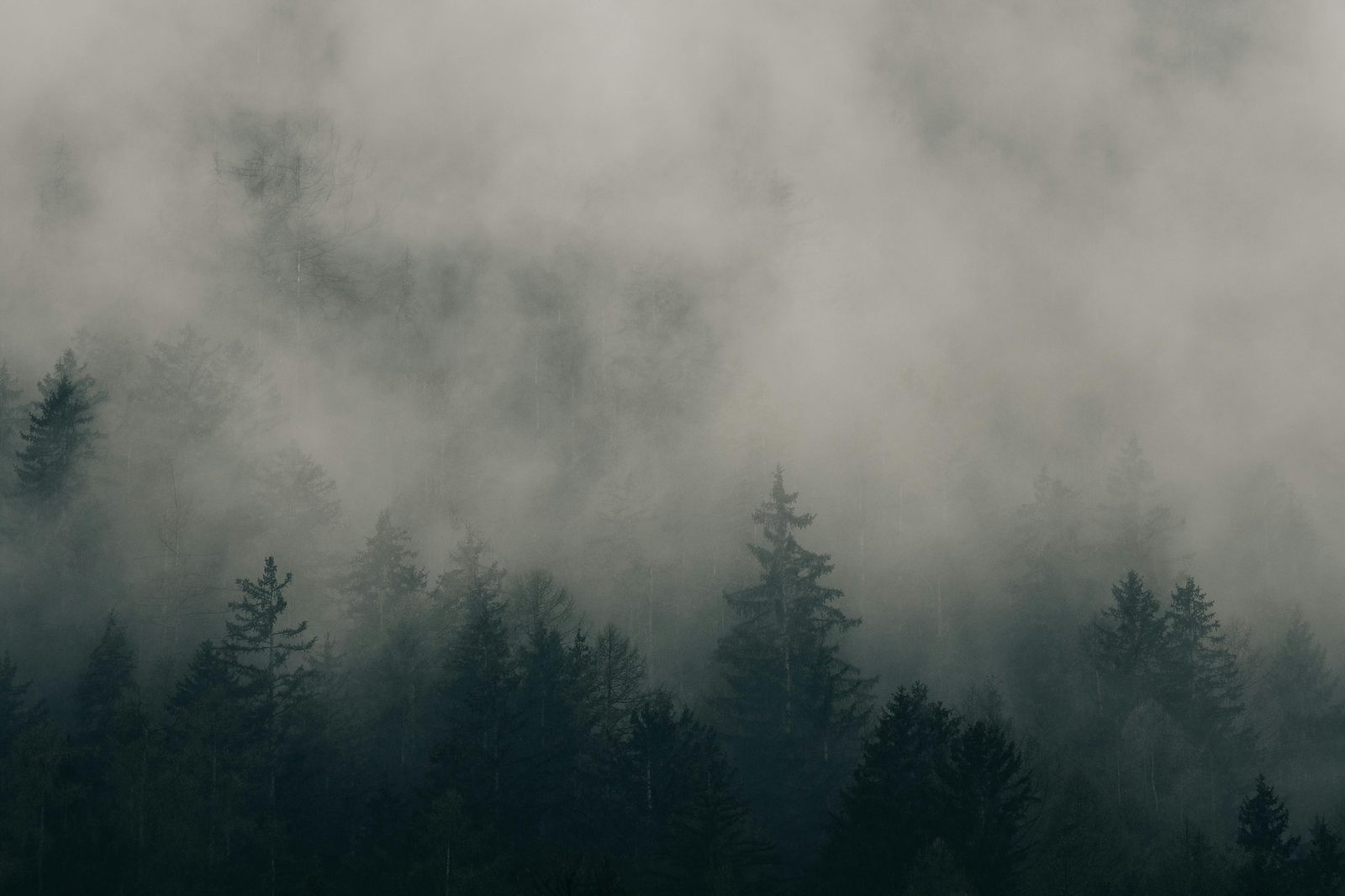 A misty forest path disappearing into fog